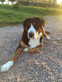 Julia de l'attelage de rubis