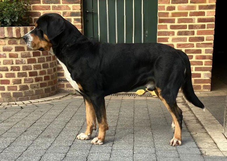 TYGO de l'attelage de rubis