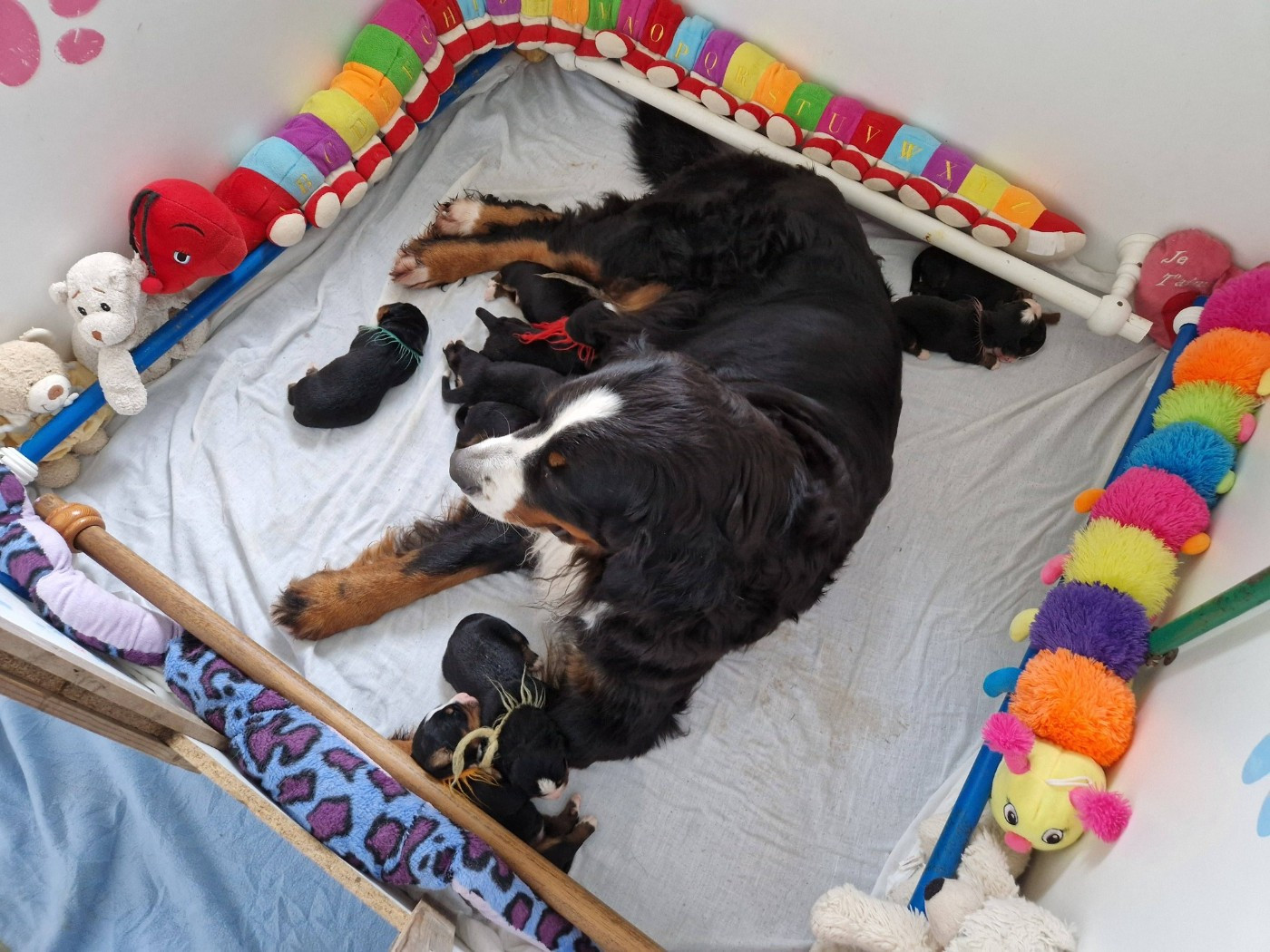 Les bébés de TRYSKEL RUBIS sont là