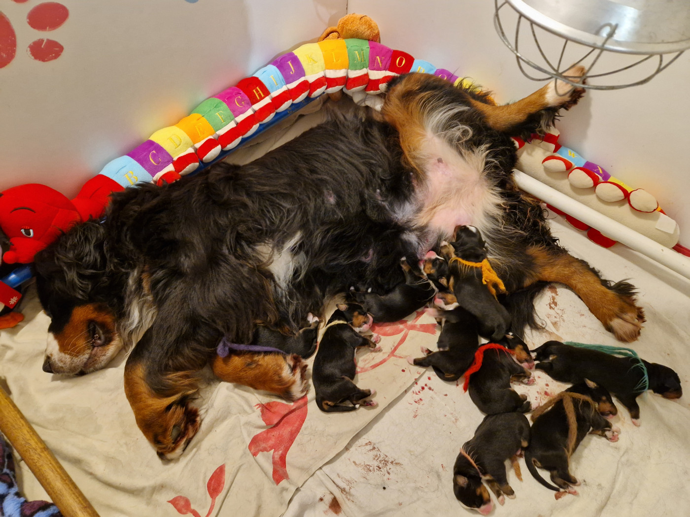 Chiot Bouvier Bernois de l'attelage de rubis