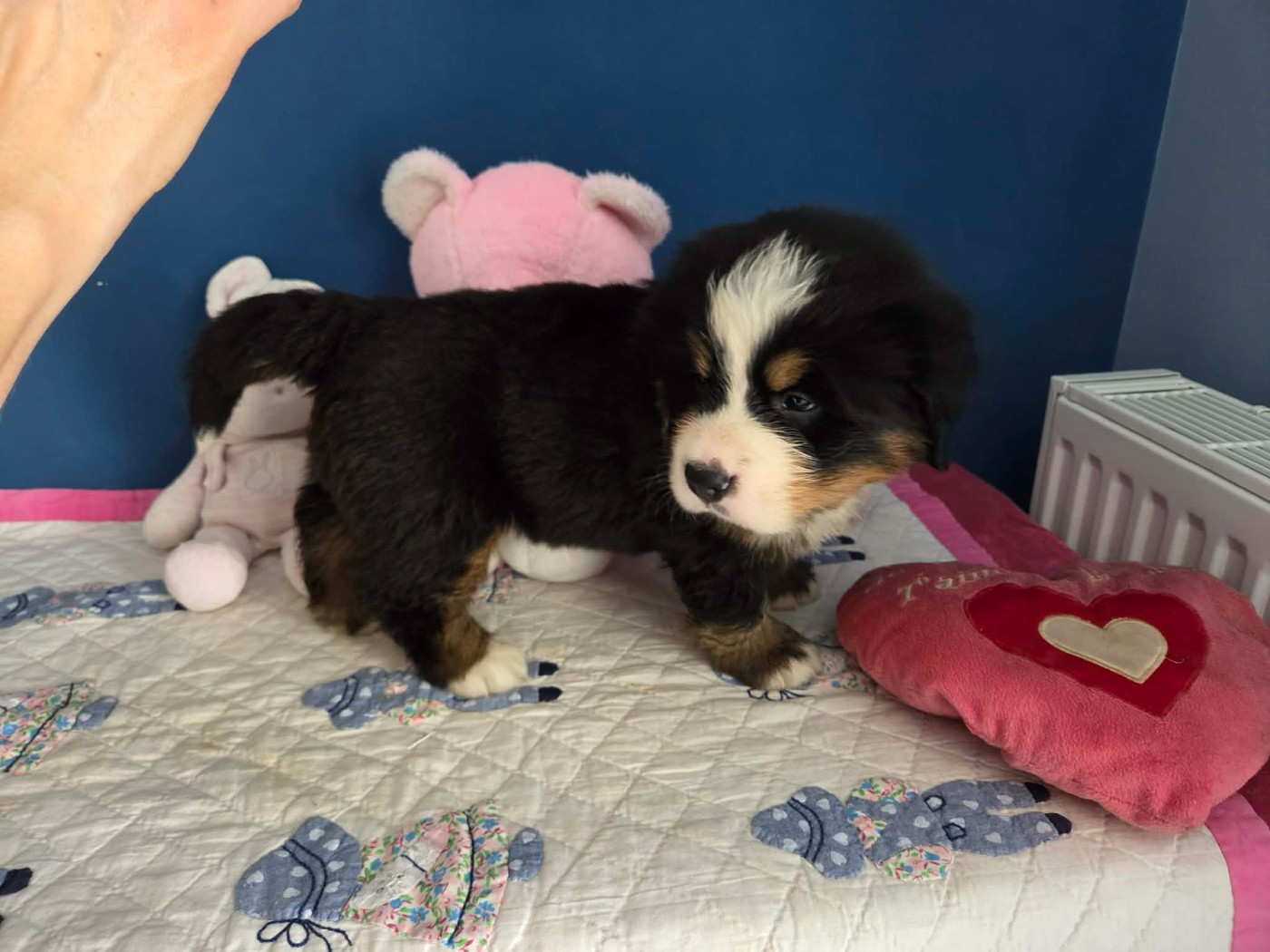 de l'attelage de rubis - Chiots disponibles - Bouvier Bernois