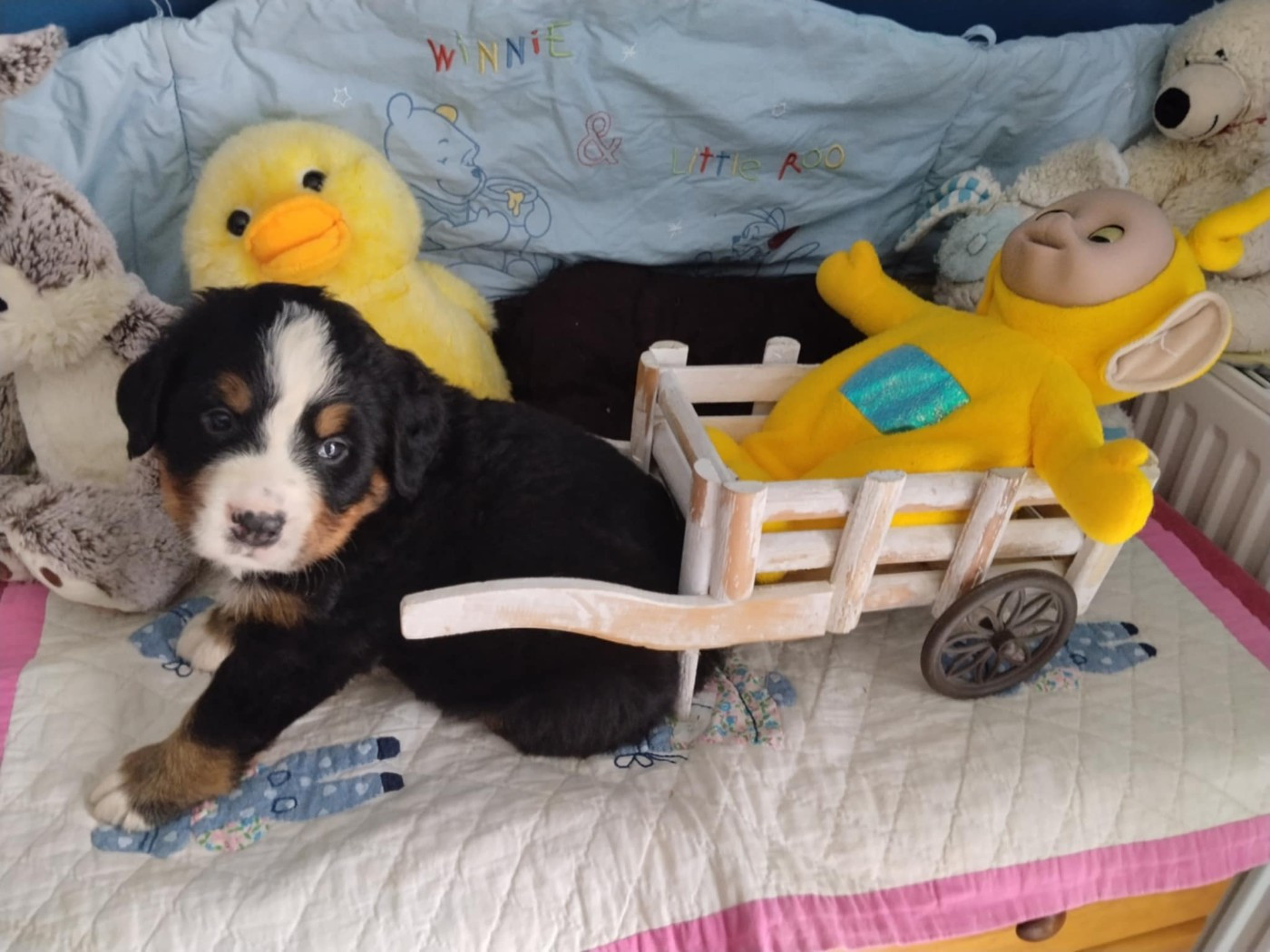 de l'attelage de rubis - Chiots disponibles - Bouvier Bernois