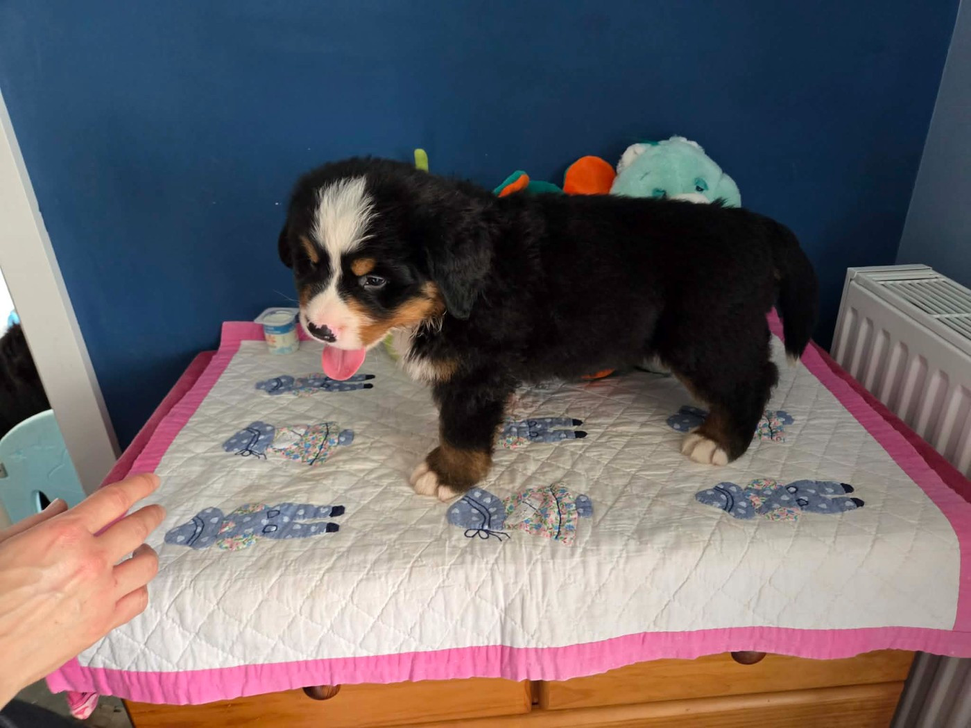 de l'attelage de rubis - Chiots disponibles - Bouvier Bernois