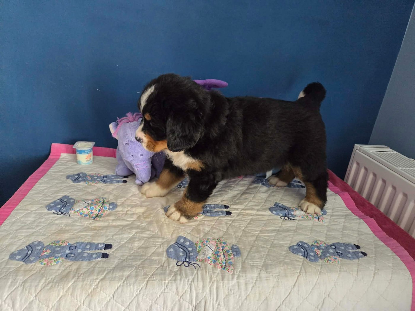 de l'attelage de rubis - Chiots disponibles - Bouvier Bernois
