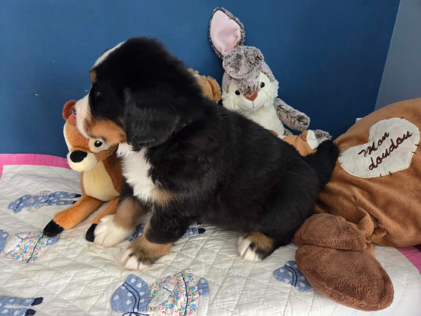 de l'attelage de rubis - Chiots disponibles - Bouvier Bernois