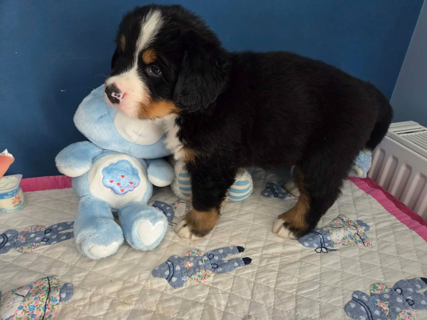 de l'attelage de rubis - Chiots disponibles - Bouvier Bernois