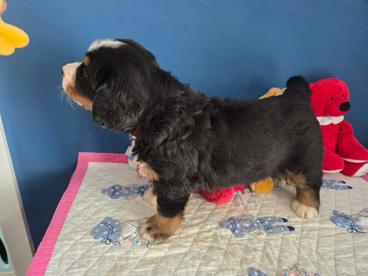 de l'attelage de rubis - Chiots disponibles - Bouvier Bernois