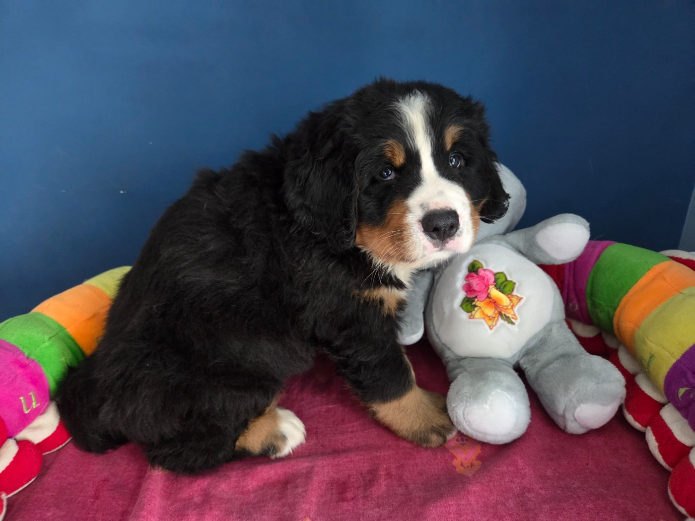 de l'attelage de rubis - Chiots disponibles - Bouvier Bernois