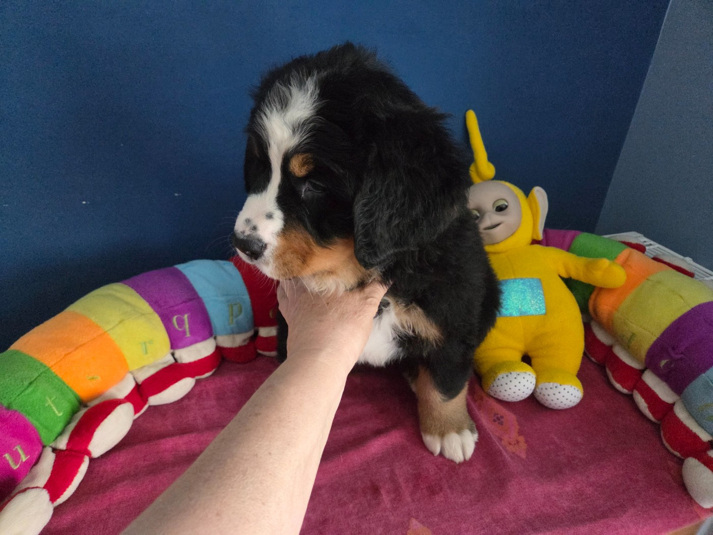 de l'attelage de rubis - Chiots disponibles - Bouvier Bernois