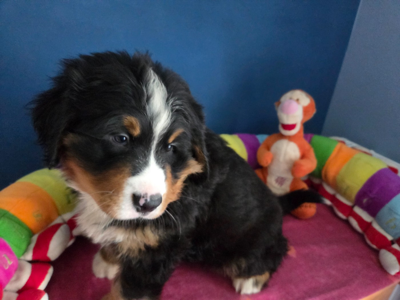 de l'attelage de rubis - Chiots disponibles - Bouvier Bernois