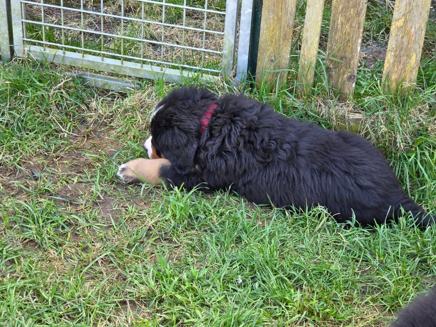 de l'attelage de rubis - Chiots disponibles - Bouvier Bernois