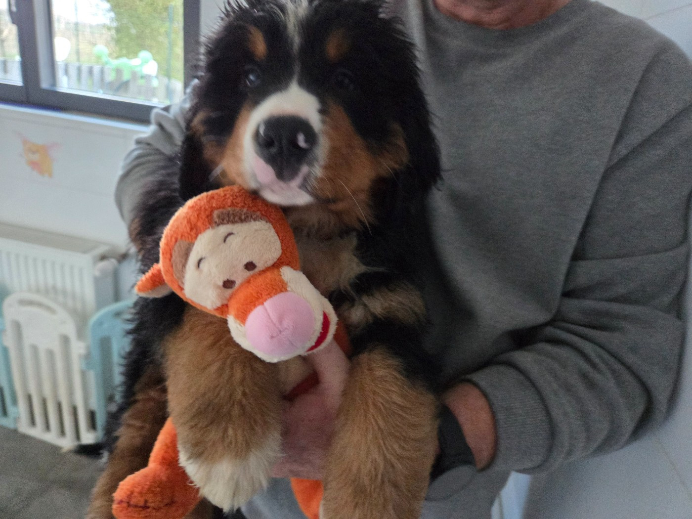 de l'attelage de rubis - Chiots disponibles - Bouvier Bernois