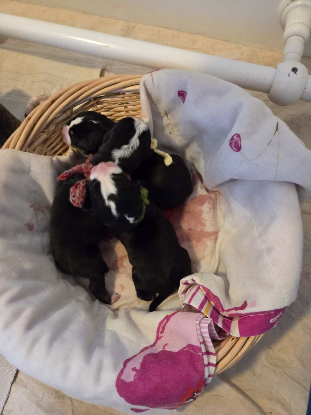 Chiot Grand bouvier suisse de l'attelage de rubis