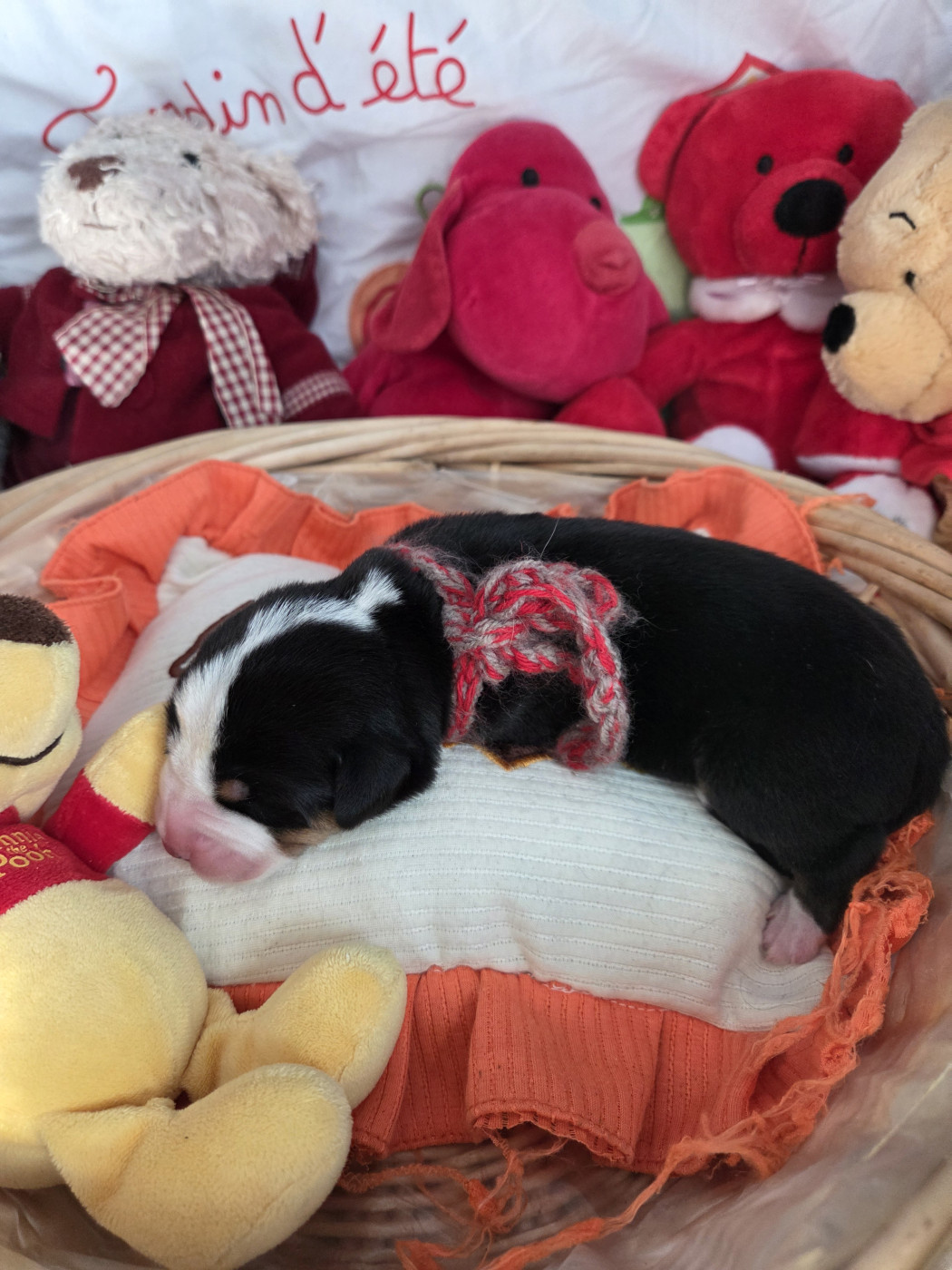 de l'attelage de rubis - Chiots disponibles - Grand bouvier suisse