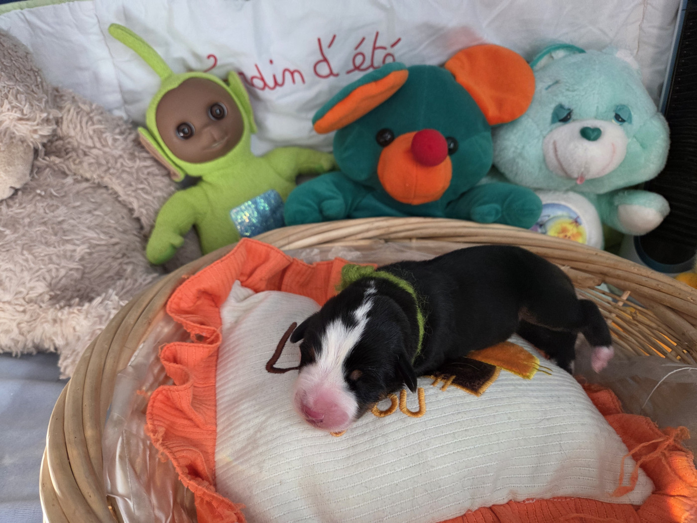 de l'attelage de rubis - Chiots disponibles - Grand bouvier suisse