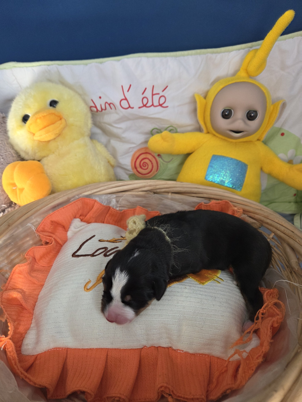de l'attelage de rubis - Chiots disponibles - Grand bouvier suisse